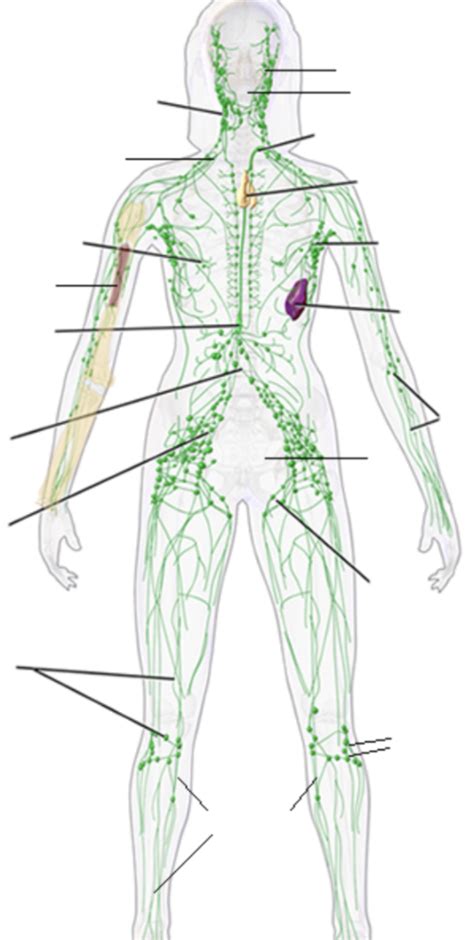 The Lymphatic System Diagram Diagram Quizlet