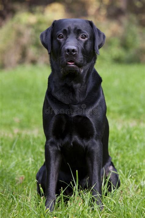 Black Labrador Sitting On Green Grass Stock Image Image Of Companion