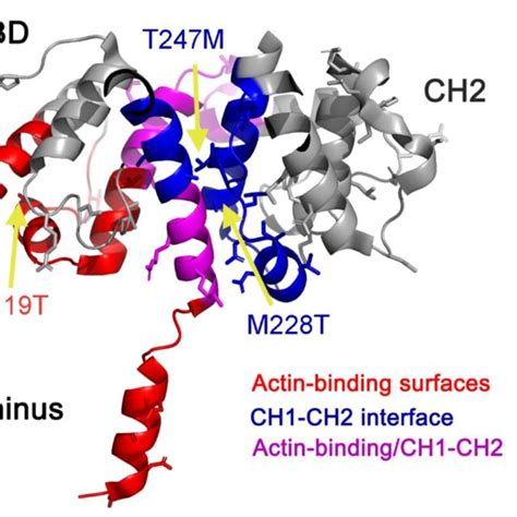 Mapping Of Actn Variants In The Abd The Actinin Abd Crystal