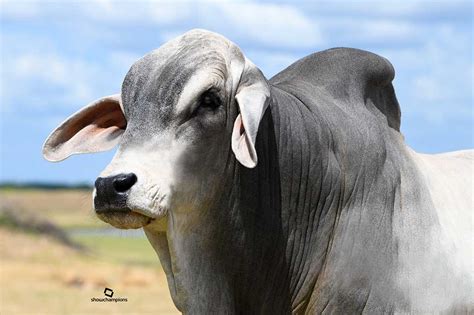 Brahman Cattle for Challenging Climates - Moreno Ranches