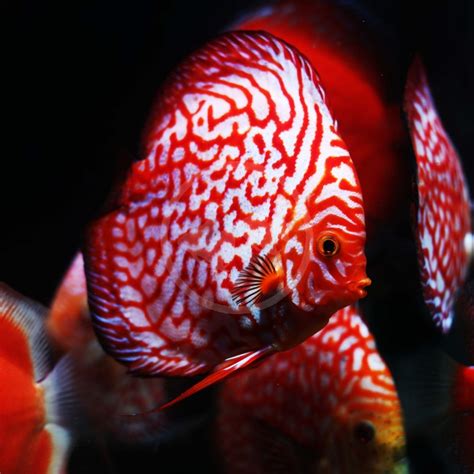 DISCUS CHECKERBOARD Symphysodon Sp Aquatics Unlimited