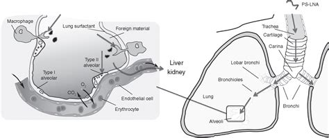 Oligonucleotide Delivery To The Lung Waiting To Inhale Molecular