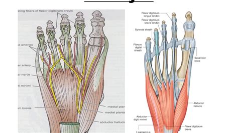 Anatomy Of Sole Of Foot