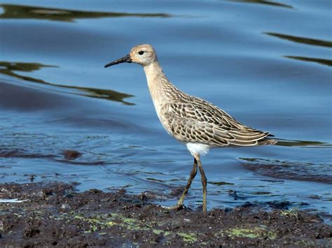 Friday 12th August 2022 Cornwall Birds CBWPS