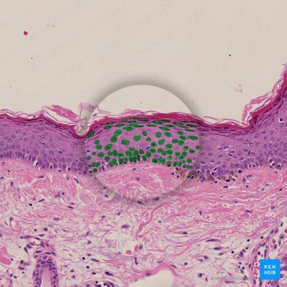 Anatomy And Histology Of Keratinocytes Kenhub