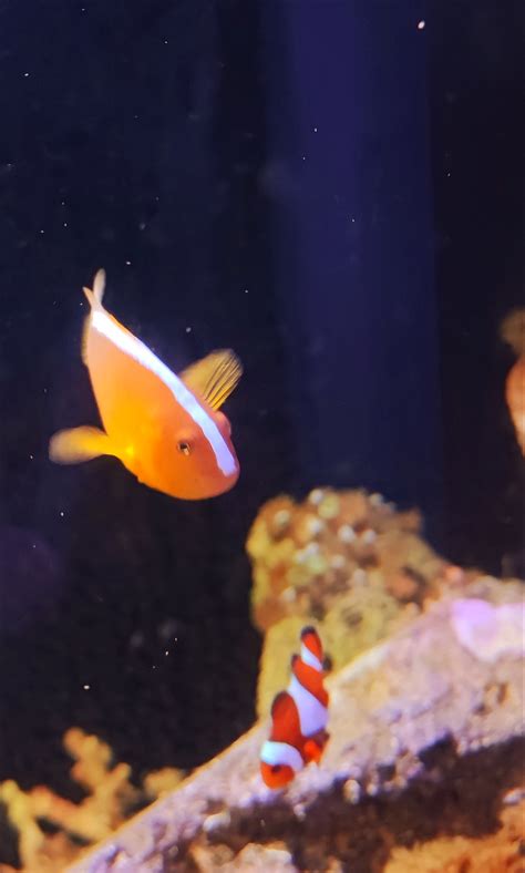 Amphiprion Sandaracinos Orangefarbener Wei R Cken Anemonenfisch Rar