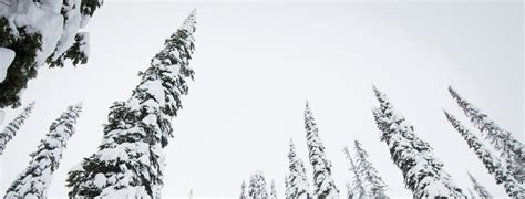 SnowReport – Fernie Alpine Resort