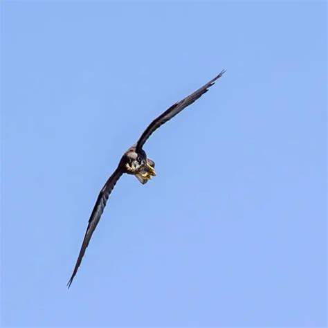 Eleonora's falcon - Facts, Diet, Habitat & Pictures on Animalia.bio