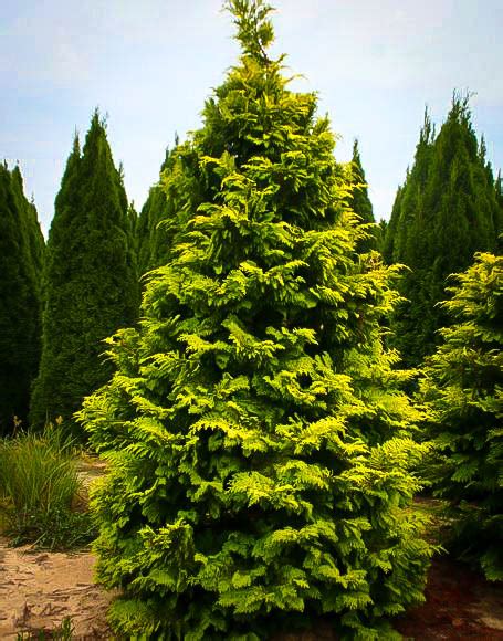 Golden Hinoki Cypress Crippsii For Sale The Tree Center™