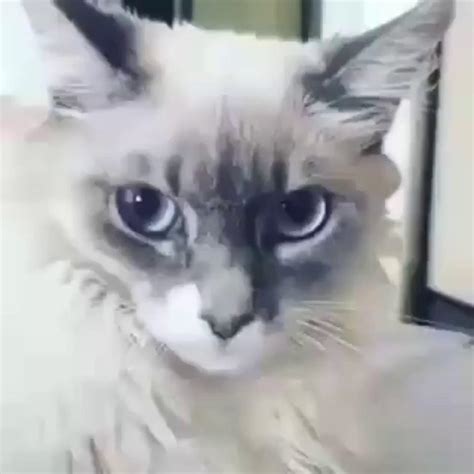 shocked cat memes pinata farms   meme generator  meme