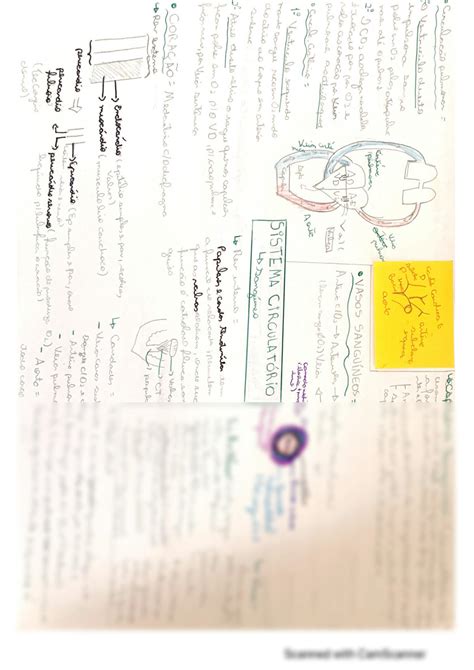 Solution Resumo Do Sistema Circulat Rio Sangu Neo E Linf Tico Studypool