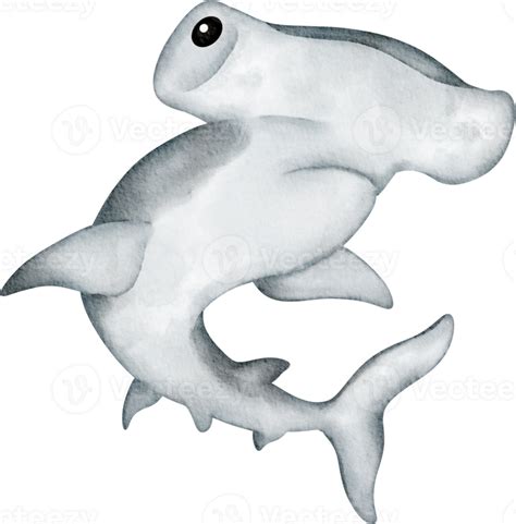 Watercolor Sea Animal Hammerhead Shark 36910165 Png