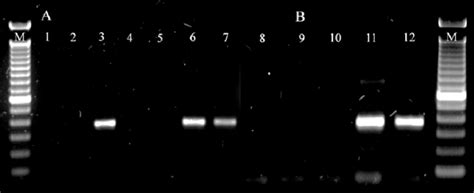 Detección de Citrus exocortis viroid por RT PCR A Carriles 1 7