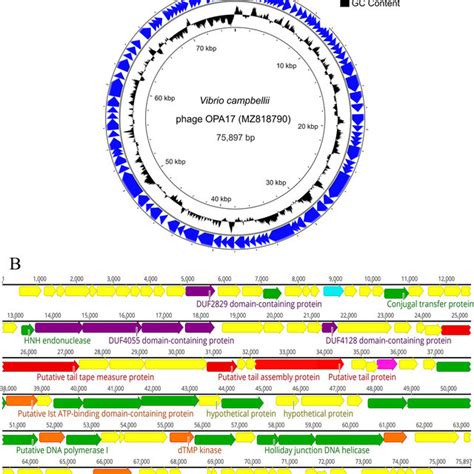 A And B Circular Genome Map A And Genome Organization B Of Phage