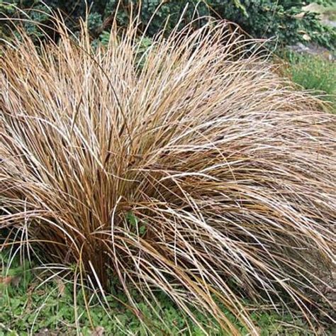 Carex Bronce Carex Comans Bronze Vivero Cinco Pinos