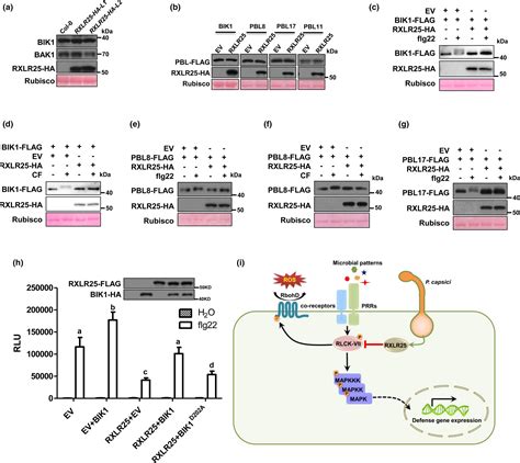 A Phytophthora Capsici Rxlr Effector Targets And Inhibits The Central Immune Kinases To Suppress