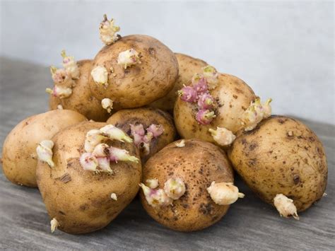 Fungus On Potatoes: Using Potato Fungicides To Prevent Potato Fungus