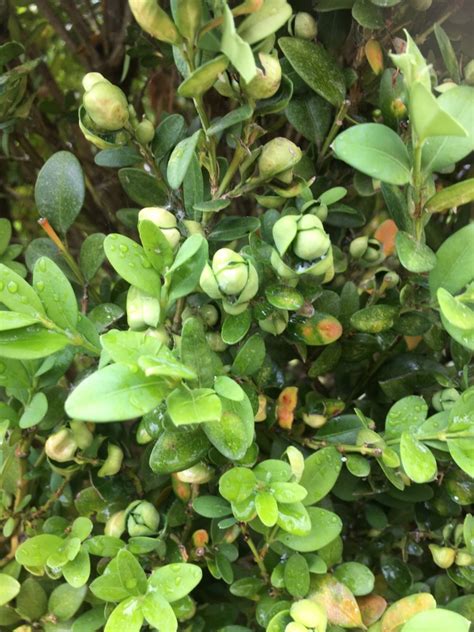 Insect Pest of Boxwood…Boxwood Psyllid – Horticulture For Home Gardeners