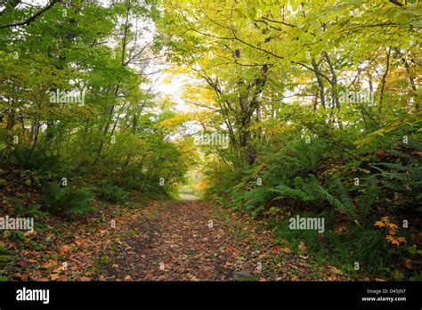 A Colorful Autumn Path In The Forest Fukushima Japan Stock Photo Alamy