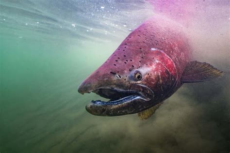 Download Majestic Chinook Salmon Underwater Wallpaper