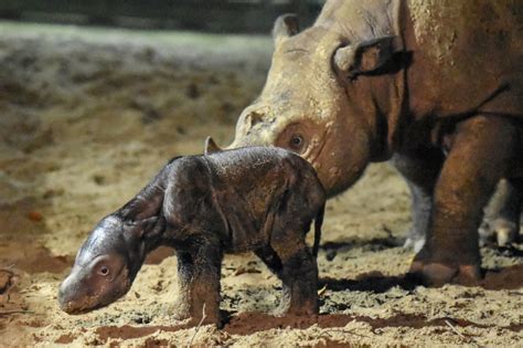 ‘Happy news’: endangered Sumatran rhino born in Indonesia | FMT