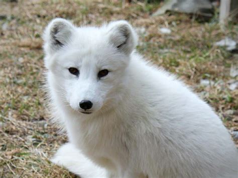 Arctic Foxes