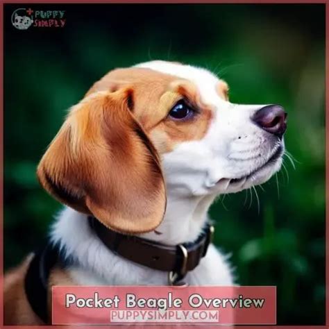 Uncover the Pocket Beagle: A Guide to This Charmingly Compact Companion