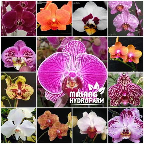 Jual Seedling Anggrek Bulan Phalaenopsis Phal Bibit Anggrek Dendrobium