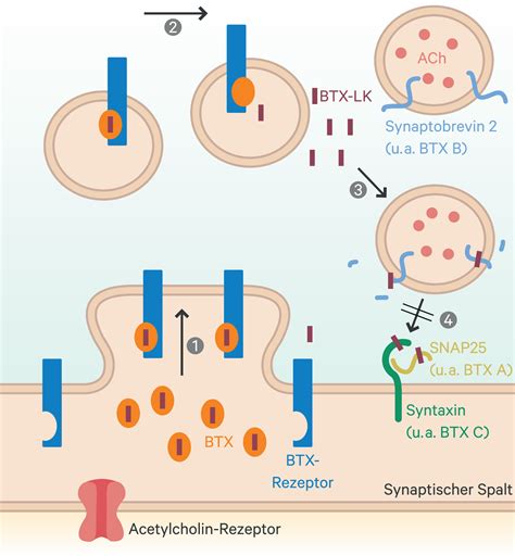 Botulinumtoxin VitalGO