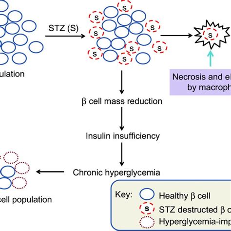 PDF Streptozotocin Induced Type 1 Diabetes In Rodents As A Model For