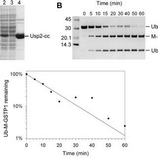 The Histidine Tagged Ubiquitin Expression Vector PHUE A Plasmid