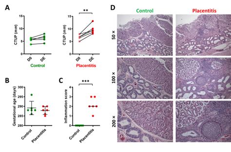 Clinical And Histopathological Findings In Control And Placentitis