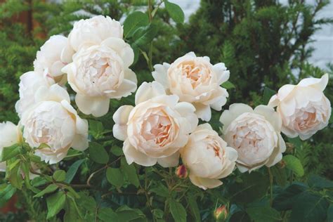 The Most Fragrant Roses For Your Garden Hgtv David Austin Climbing