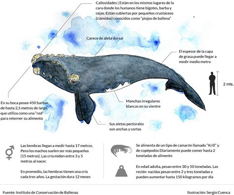 Infograf A Ballena Franca Austral Ballena Franca Ballenas Y