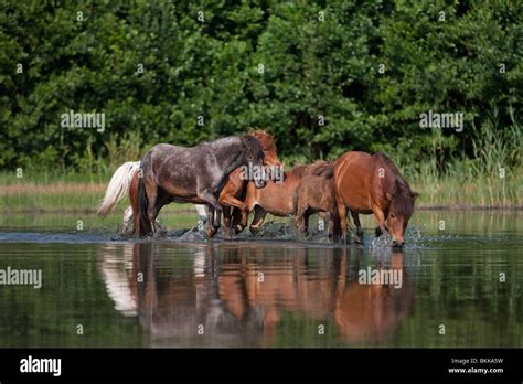 Shetland Ponies Herd Hi Res Stock Photography And Images Alamy