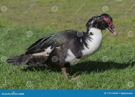 Muscovy Duck Cairina Moschata Outdoors Stock Photo Image Of Colorful