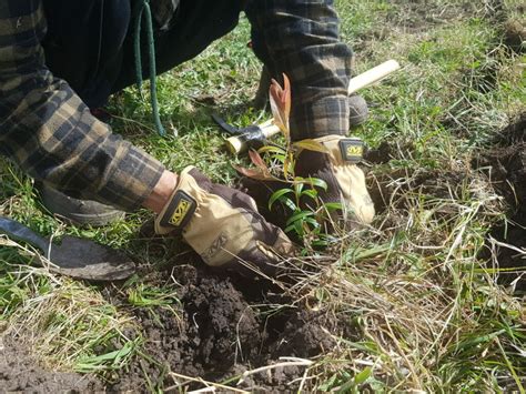 Tree Planting Season. - Fifteen Trees