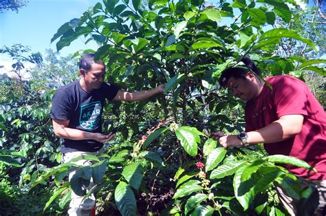 Pendampingan Pengolahan Hutan RECOFTC Produk Petani Kopi Di Bantaeng