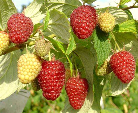 MALINA Rubus Idaeus Polka SZD Brzezna