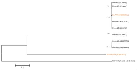 Phylogenetic Tree Based On The 16S RRNA Gene Sequences Of Two Isolates