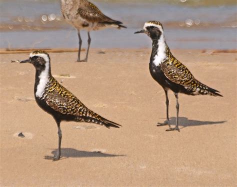 American Golden Plovers American Golden Plovers Flock Of Flickr