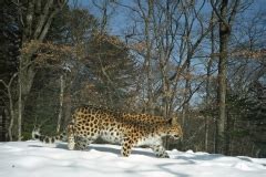 Amur leopard population 2018 - WildCats Conservation Alliance