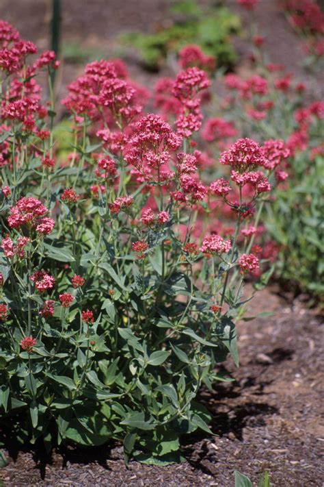 Zone 8 Planting Guide Perennials - US FLAG COTTON