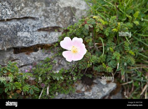 The burren flowers hi-res stock photography and images - Alamy