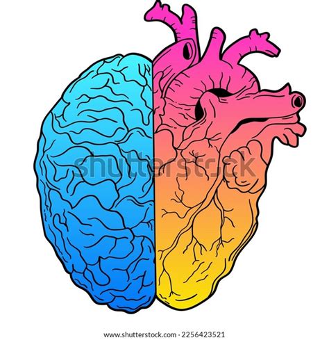 Human Brain Heart Halfs Logic Emotion Stock Illustration 2256423521