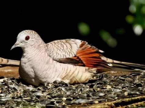 Inca Dove | Celebrate Urban Birds