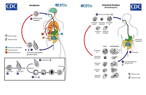 Life Cycles Cdc Amebiasis Odpdx Odpdx Intestinal Amebae Nonpathogenic Cdc 2 Mature Cysts