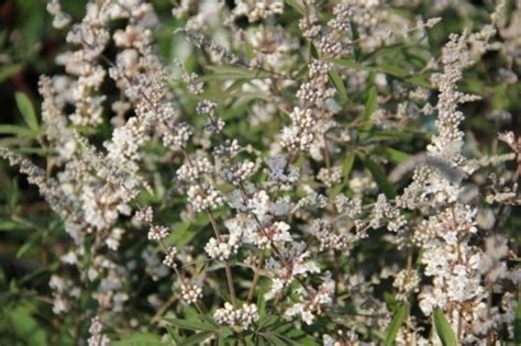 Monnikenpeper Albus Vitex Agnus Castus Albus Kopen