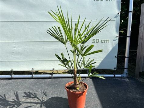 Trachycarpus Fortunei Chinese Waaierpalm Ca Cm Tropic Trees