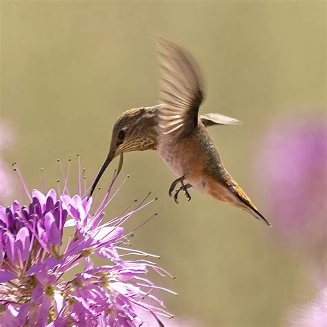 Broad Tailed Hummingbird Selasphorus Platycercus Flickr